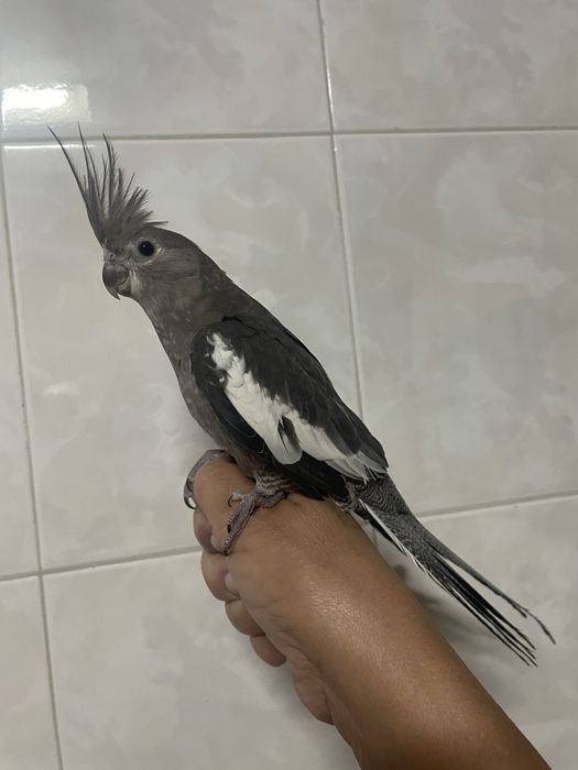 Caturras criadas à mão
