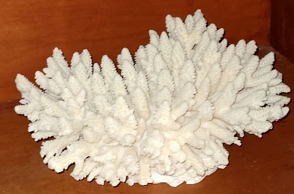 Coral NATURAL Antigo