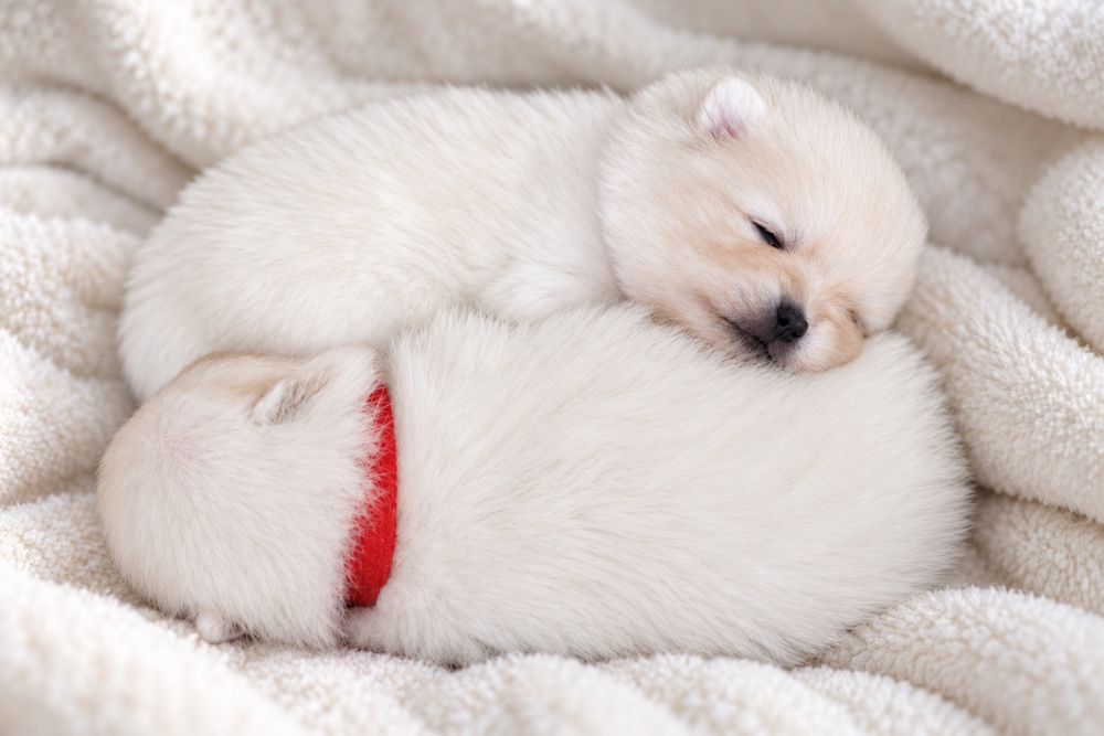 Szczeniak rasy pomeranian szpic miniaturowy