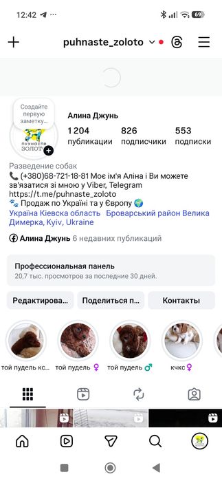 Кавалер Чарльз Кинг Спаниель КСУ Charles King