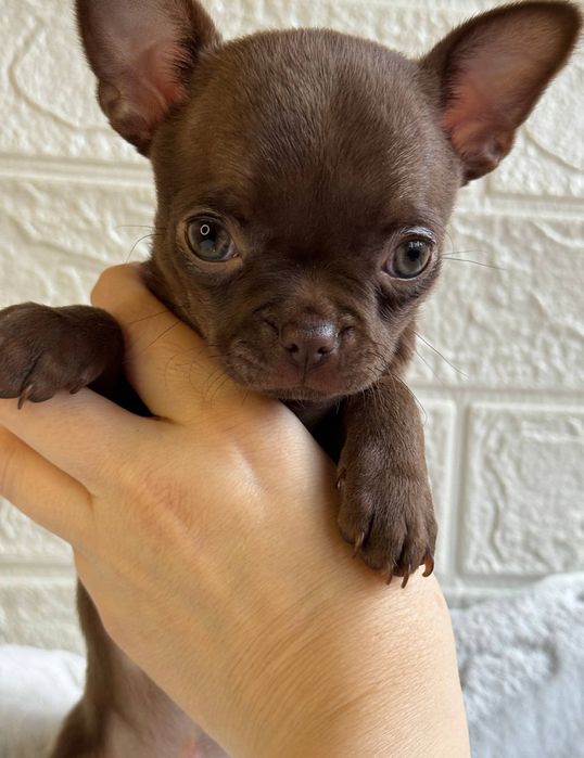 Хлопчик Чихуахуа шоколадний
