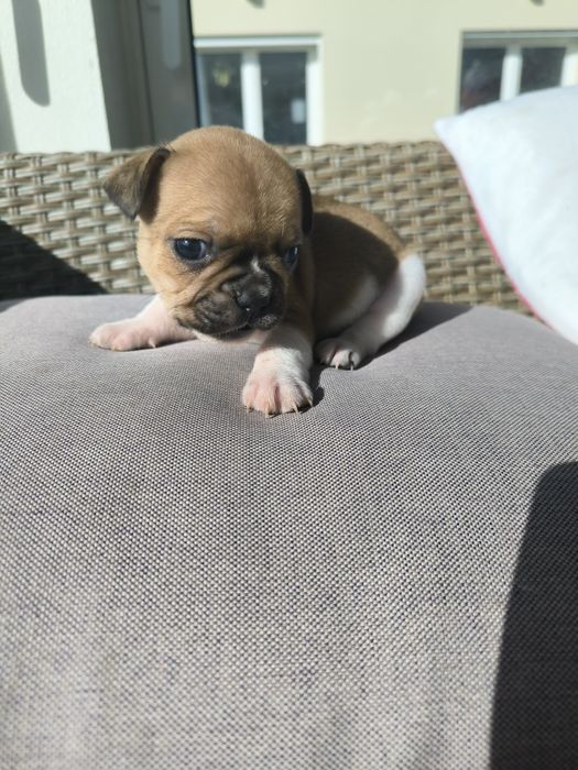 Buldogue Francês Red Pied Fawn - Macho