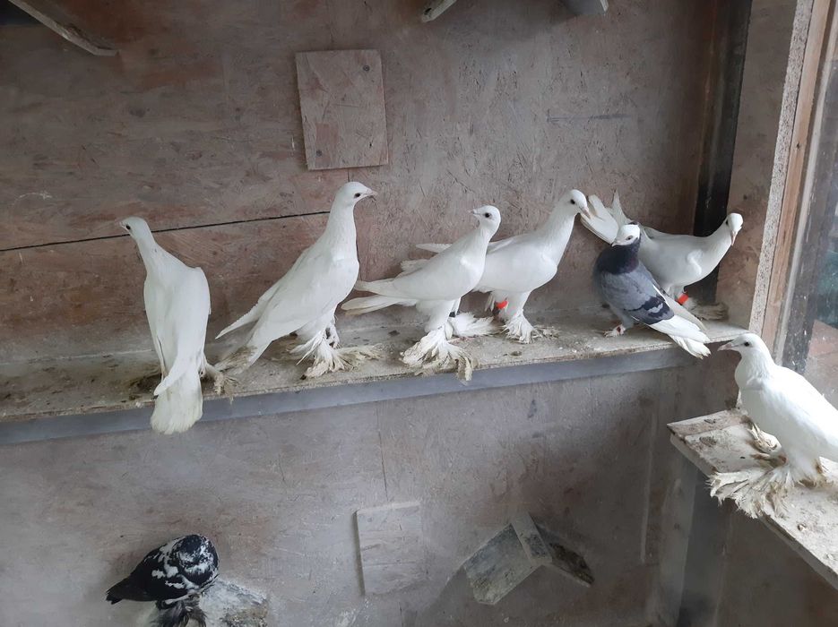 Gołębie ozdobne bociany dolnośląskie