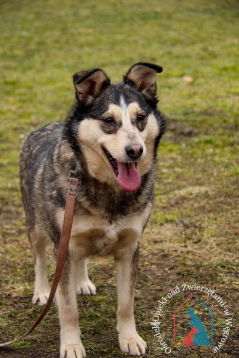 Furcia 165/23 - SZUKA DOMU!