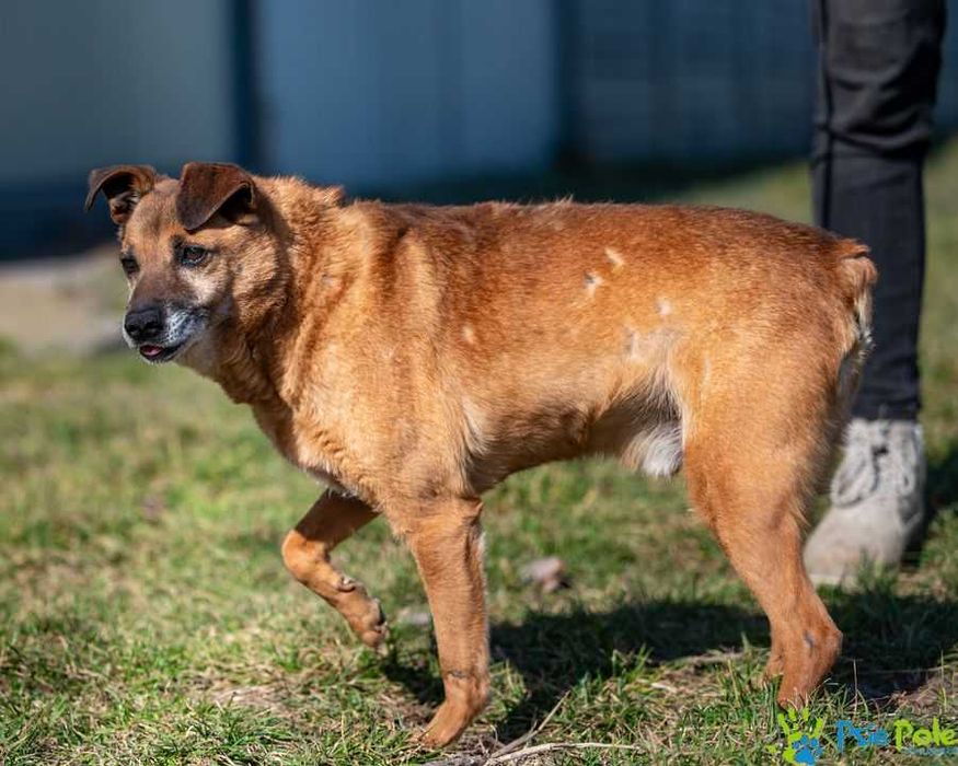 Spokojny, sympatyczny psiak PYPEĆ ogląda się za domkiem!