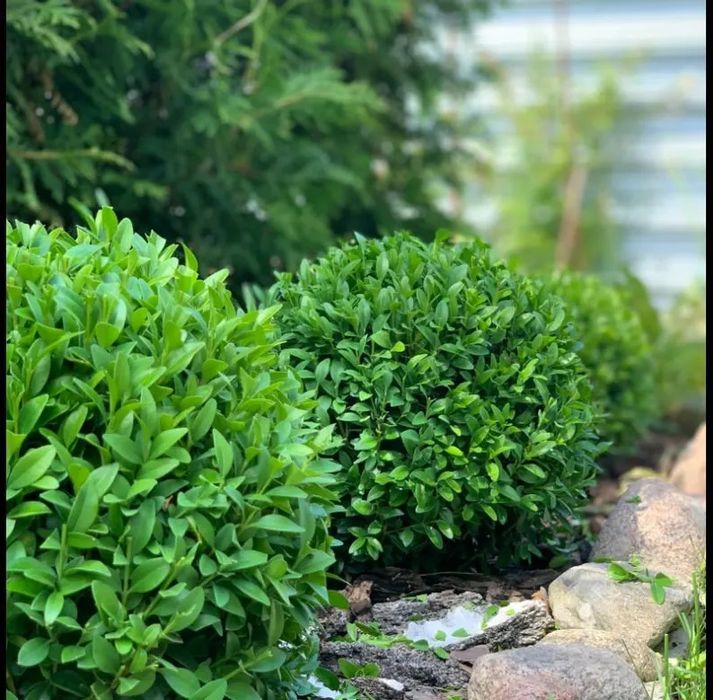 Самшит кулястий 30-40 см | вічнозелений декоративний кущ | Buxus