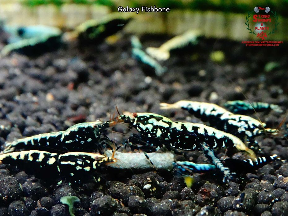 Krewetki Caridina Galaxy Fishbone Mid ZAMIANA GRATIS PROMOCJA