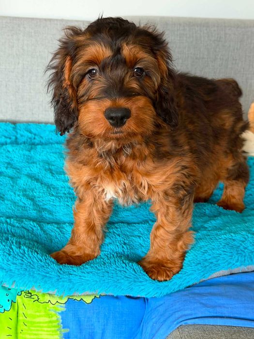 Cockapoo F1/Cocker spaniel /pudel miniatura -Piesek
