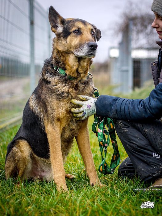 Owczarek Florek czeka na domek