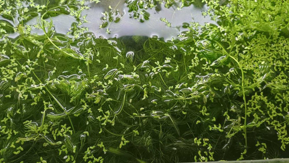 Роголистник - рослина для акваріуму