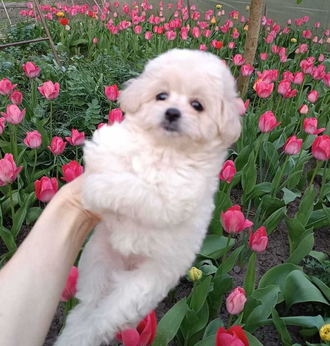 Невероятно милая&нарядная девочка дизайн породыПомаПу.Маленький размер