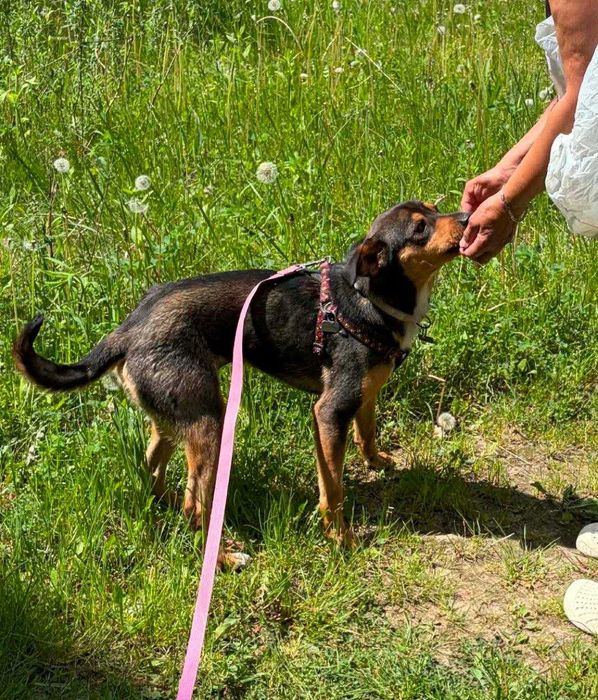 Tofik - 9miesięczny mały piesek szuka DOMU