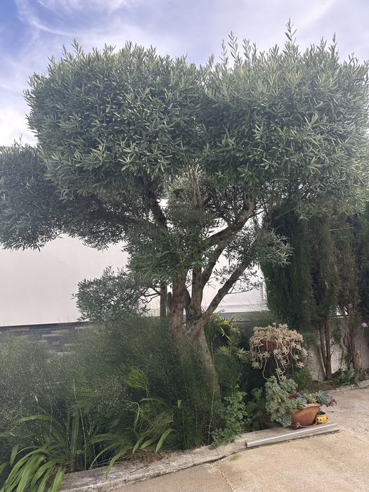 Vendo olibeiras  e sicas azevinhos e pinheiros mansos
