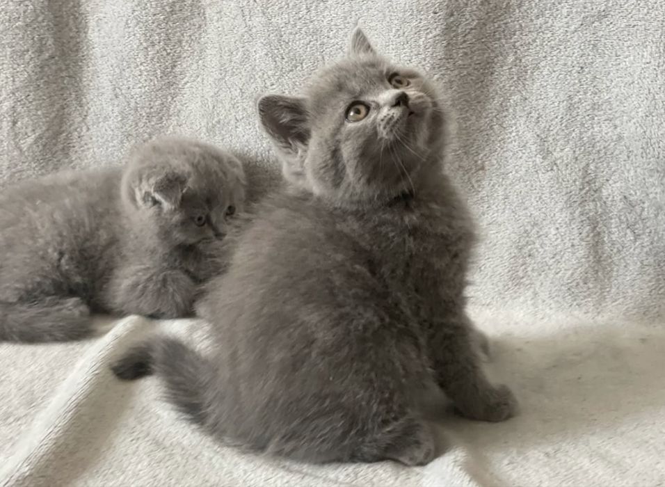 Чистокровні шотландські висловухі кошенята Scottish Fold