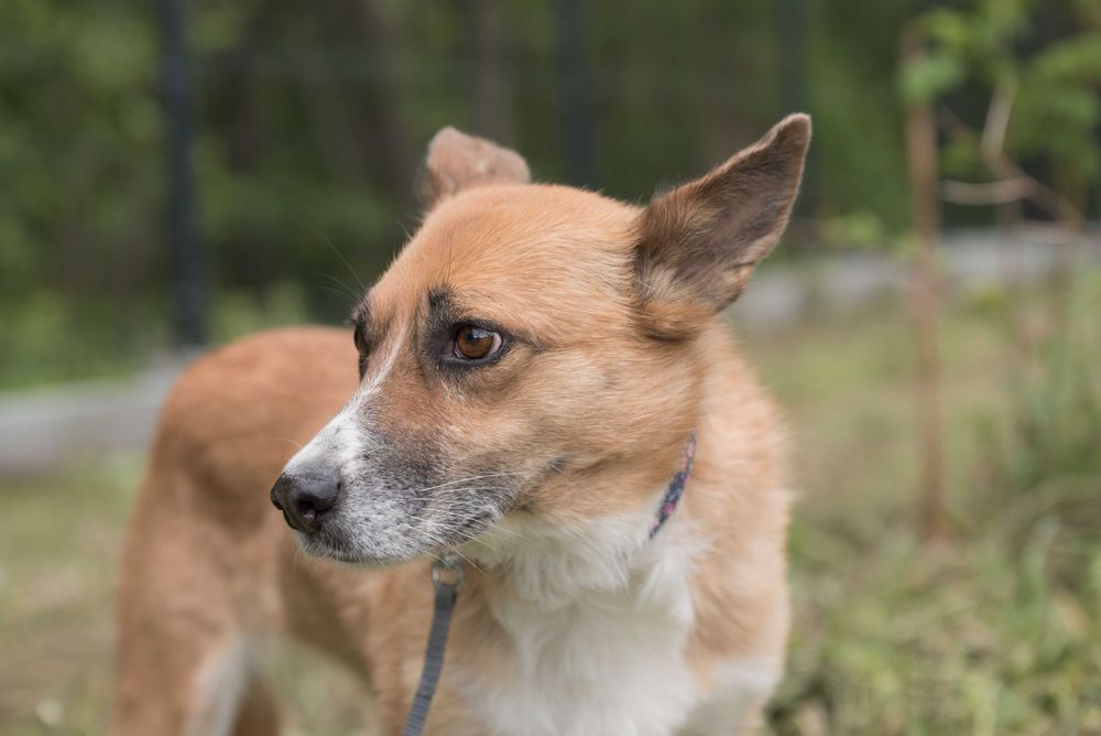 Lilma - delikatna sunia do doświadczonego domu