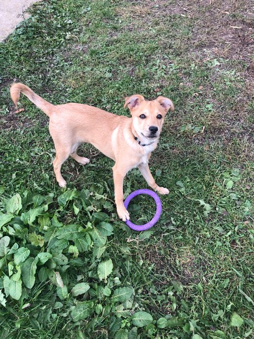 Розумник Реджі шукає люблячу родину!