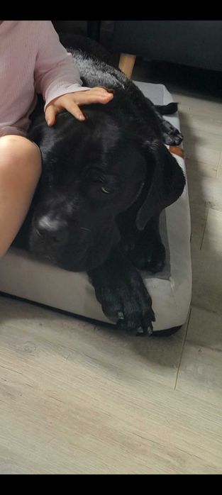 Suczka cane corso 18 miesiecy rodzice FCI OBRONNA !