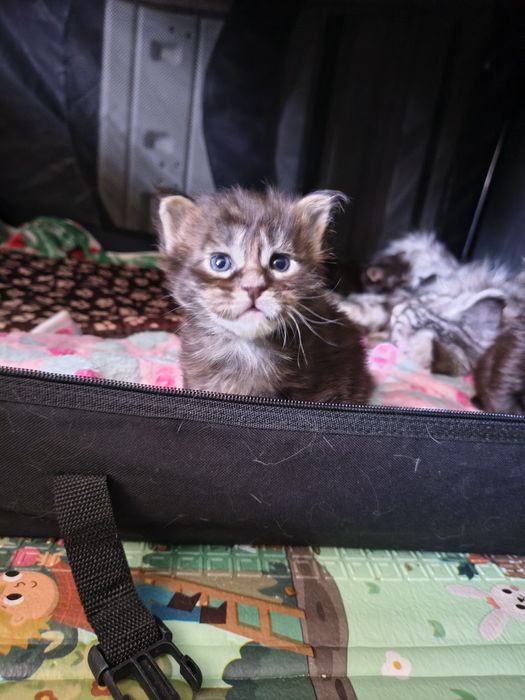 Kocurek Maine Coon