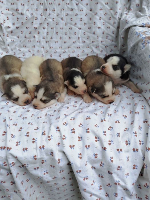 Siberian Husky suczka tel.-575302039