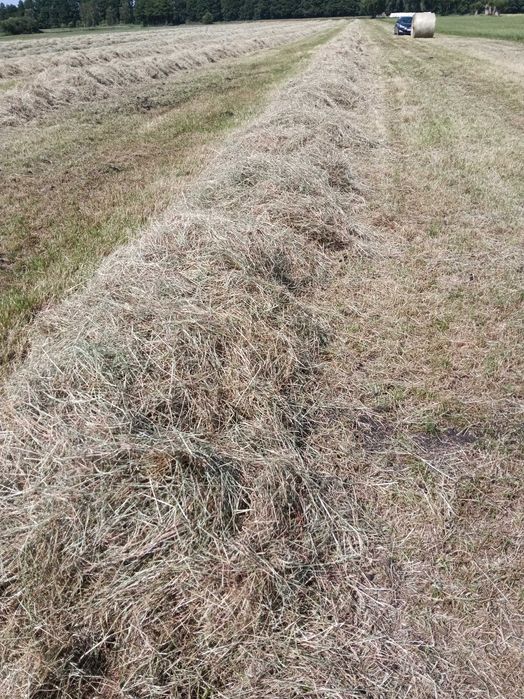 Siano dla koni, bydła, zbiór 2025