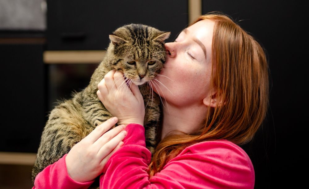 Kot, kocurek, kociak, kocurek szuka domu