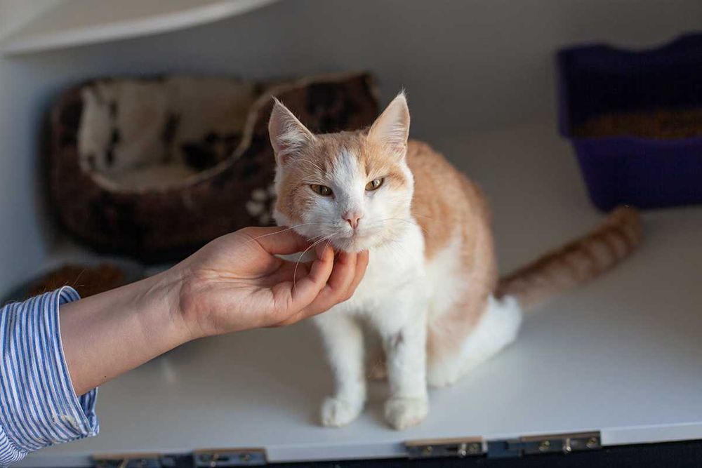 Віддам у добрі руки