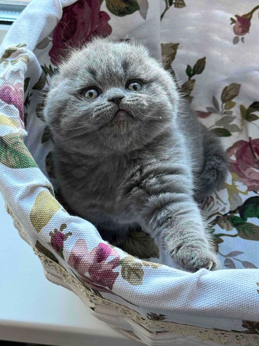 Шотландський висловухий хлопчик Вілліс