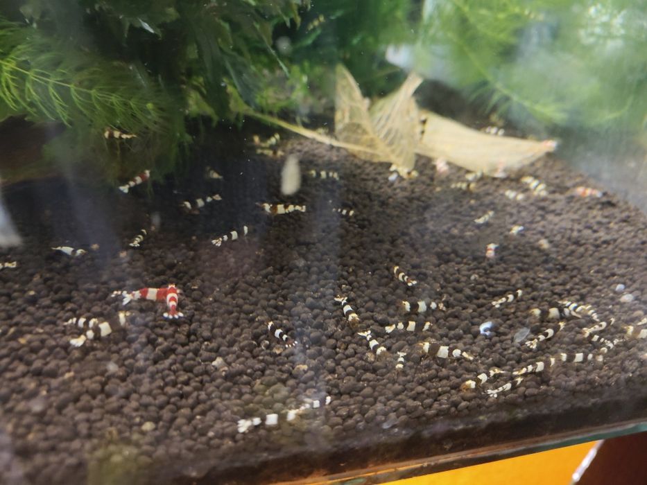 MISIEKZOO krewetki - crystal red , crystal blac tylko 7 zł