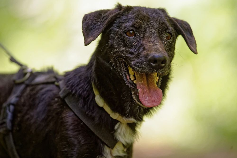 Raki, bardzo źle mu w schronisku, adoptuj