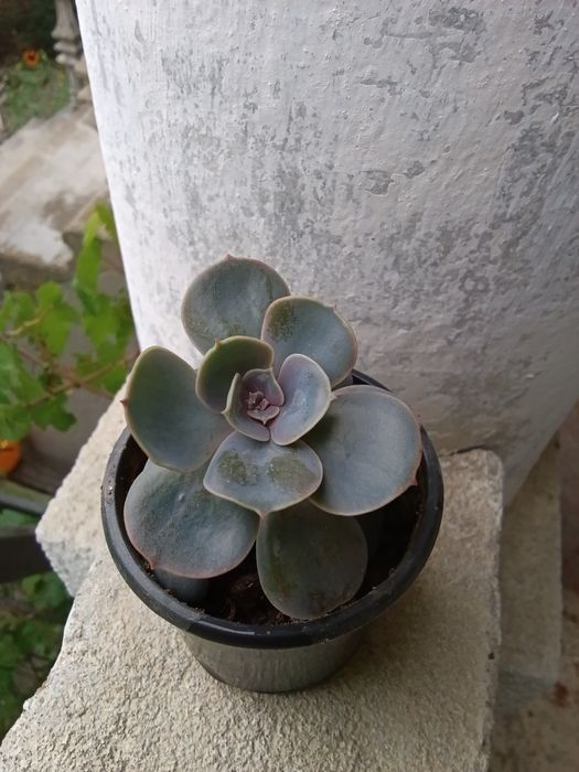 Ехеверія Succulent Echeveria Lila China