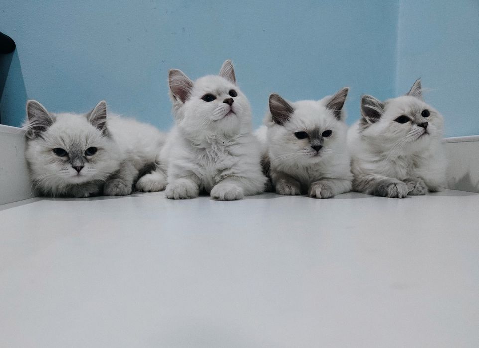 Ragdoll kociak gotowy do odbioru