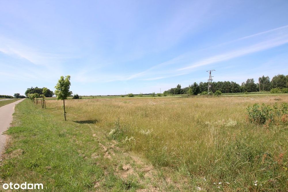 Działka usługowa min 20ar max 50ar Pałecznica Kol - Widok 5