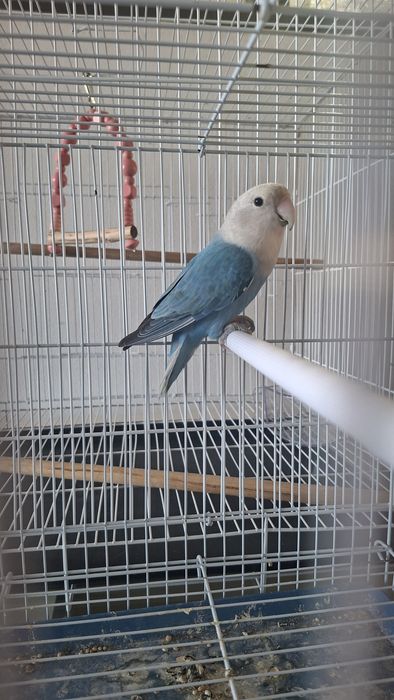 Agapornis roseicollis fêmea