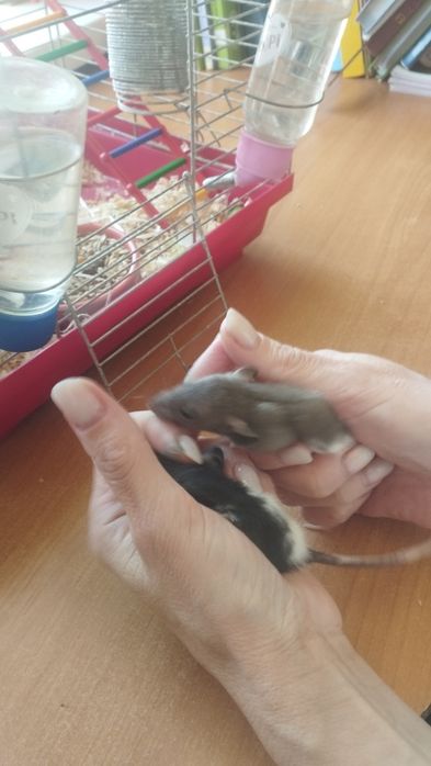 Класнючі крисинята Дамбо
