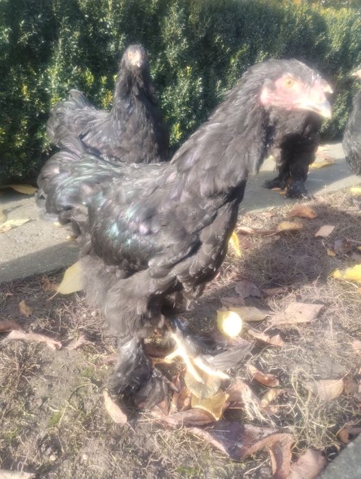 Курчата порода Кохінхін