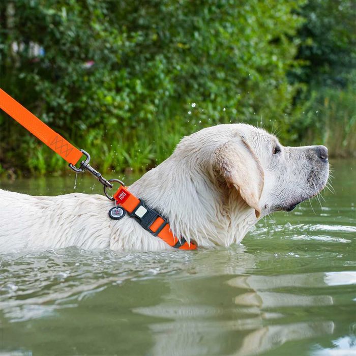 NOVO - Coleira ULTRA MODERNA Impermeável para Cães - Waudog