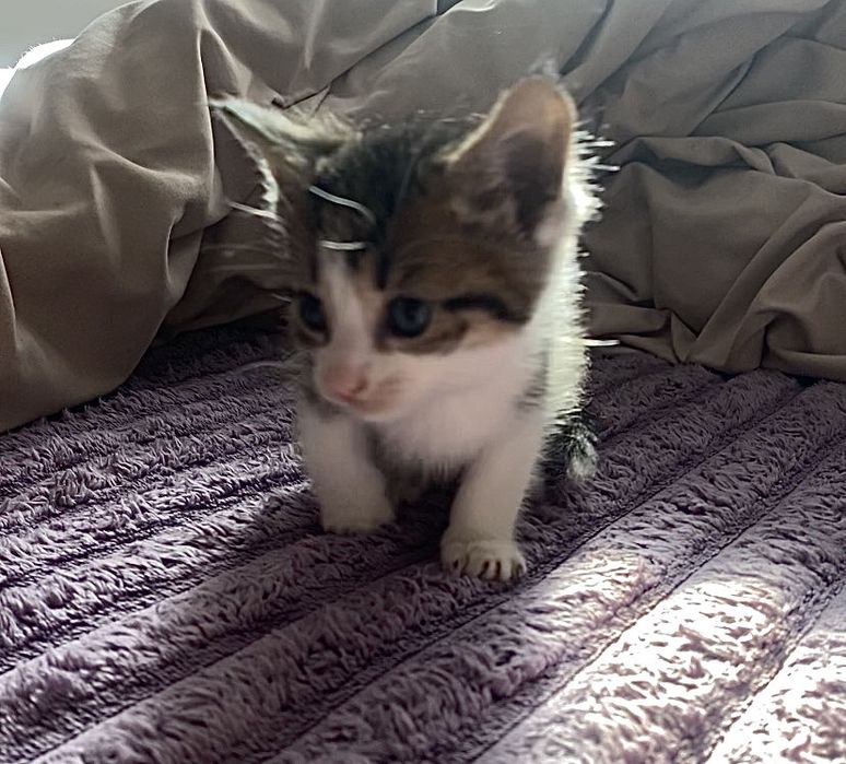 Кошеня, хлопчик.