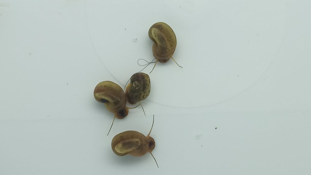 Caracóis de aquário Planorbis