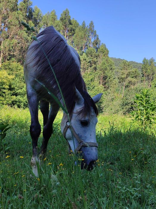 Egua lusoarabe com livro verde