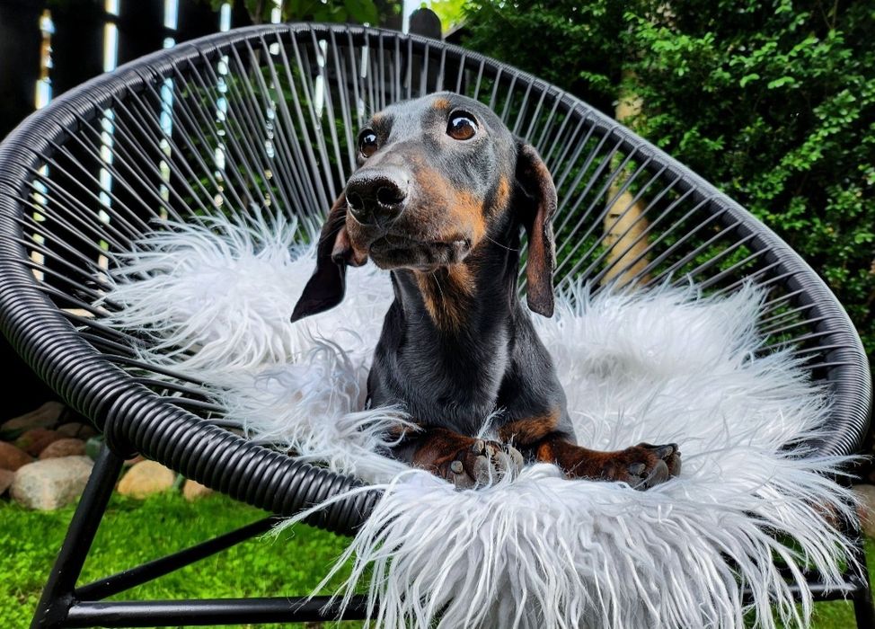 Jamnik króliczy / gładkowłosy / czarny podpalany (nie miniaturowy) FCI