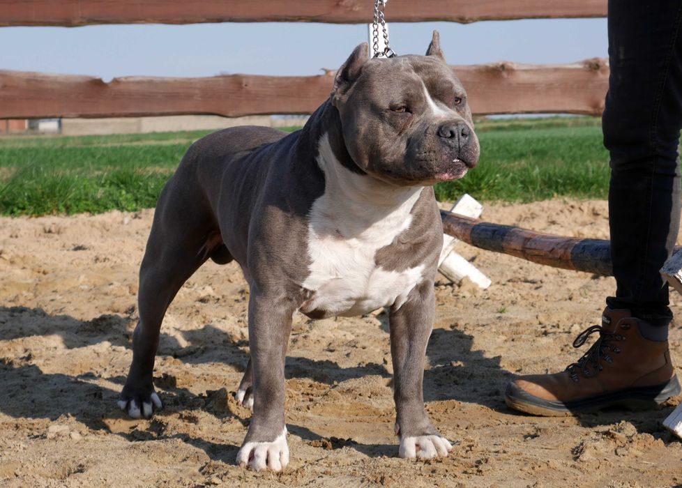 American Staffordshire Terrier ZKwP, Amstaff FCI, mocny piesek WINETOO