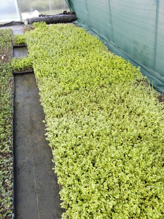 Trzmielina Emerald Gold, Tawuła Gold mund, Gold flame, Gęstokwiatowa