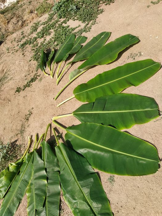 Folhas de bananeira