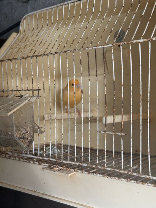 vendo ou troco casal de canarios