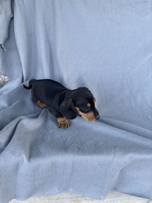 Teckel macho pelo curto miniatura