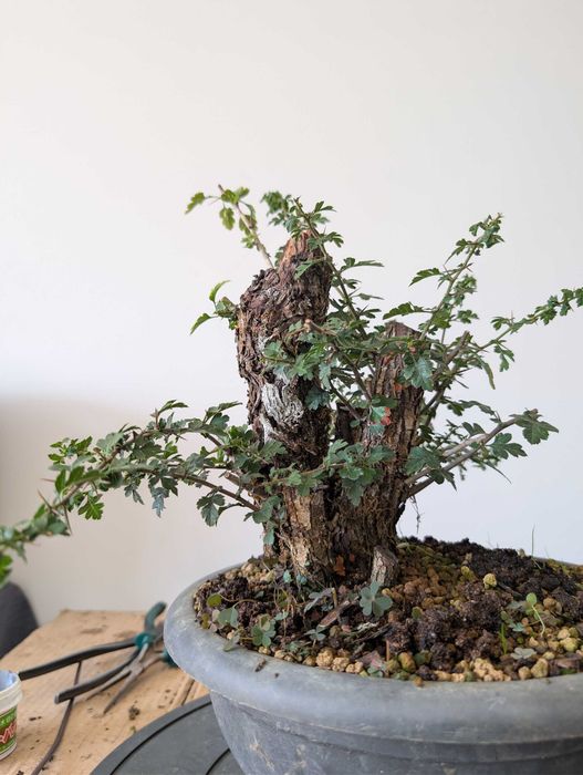 Pré Bonsai Crataegus