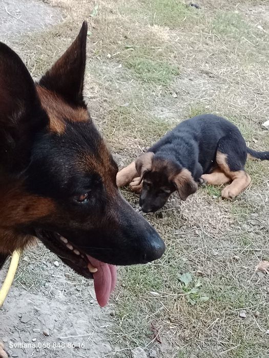 Нім.вівчарка.Дата народження 29.05.25.