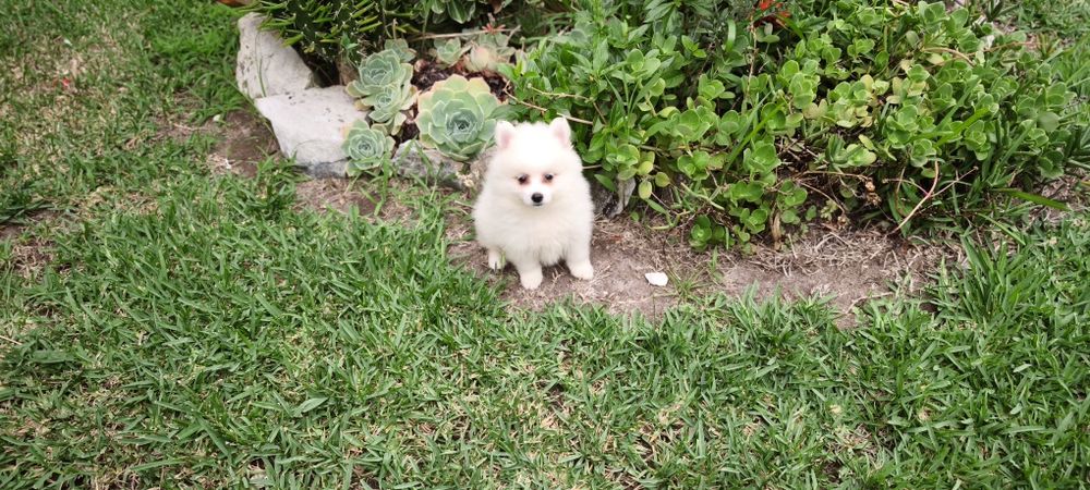Spitz Lulu da Pomerânia hiper miniatura alta qualidade pronto para entrega imediata