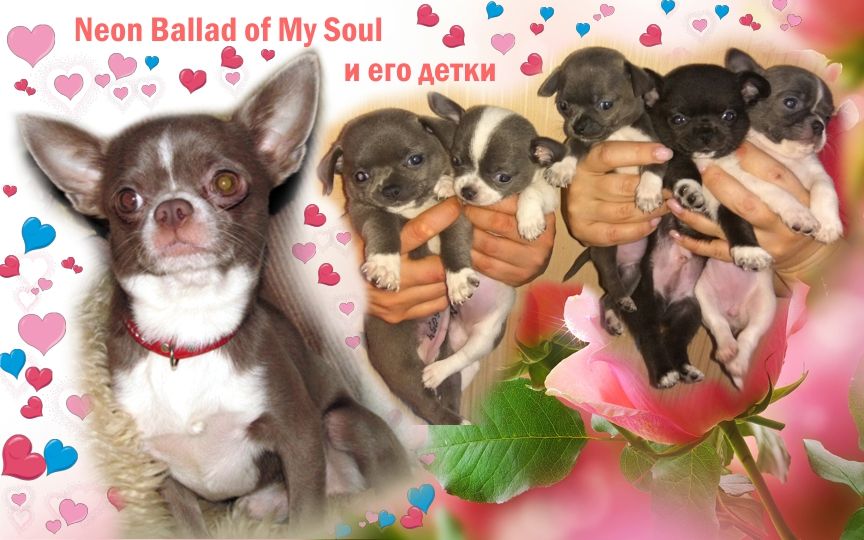 В'язка чіхуахуа 2xCACIB, 3xCAC, окрас ліловий, КСУ-FCI