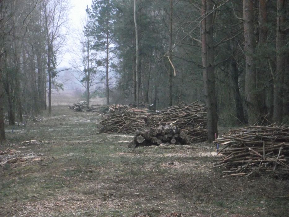 drewno opałowe na sprzedaż